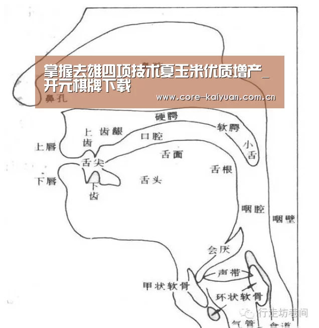 掌握去雄四项技术夏玉米优质增产_开元棋牌下载(图3) 开元棋牌下载